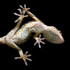 GECKORDING - Record the sound of Tokay gecko icon
