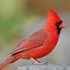 Indiana Birding icon
