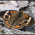 Lepidoptera of Manitoba icon
