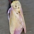 Lepidoptera of Prince Edward Island icon