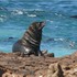 Pinnipeds of Southern Africa icon