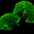 Bioluminescent Organisms icon