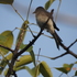 Biodiversity of Chandrapur dist, India icon