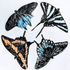 Project Swallowtail icon