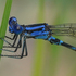 Arizona Odonata icon