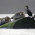 Animals in the Russian River Estuary icon