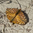Lepidoptera of Saskatchewan icon