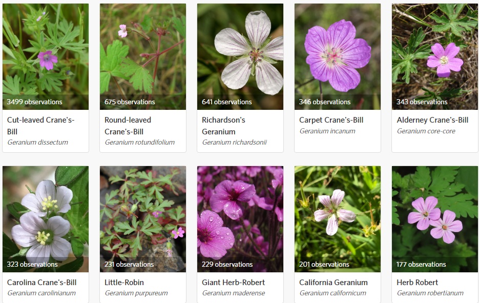 Geranium Family (Geraniums and Cranesbills) - California · iNaturalist