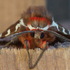 Moths of McKechnie Lake icon