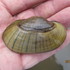 Mussels of the Hamilton Study Area (HSA) icon