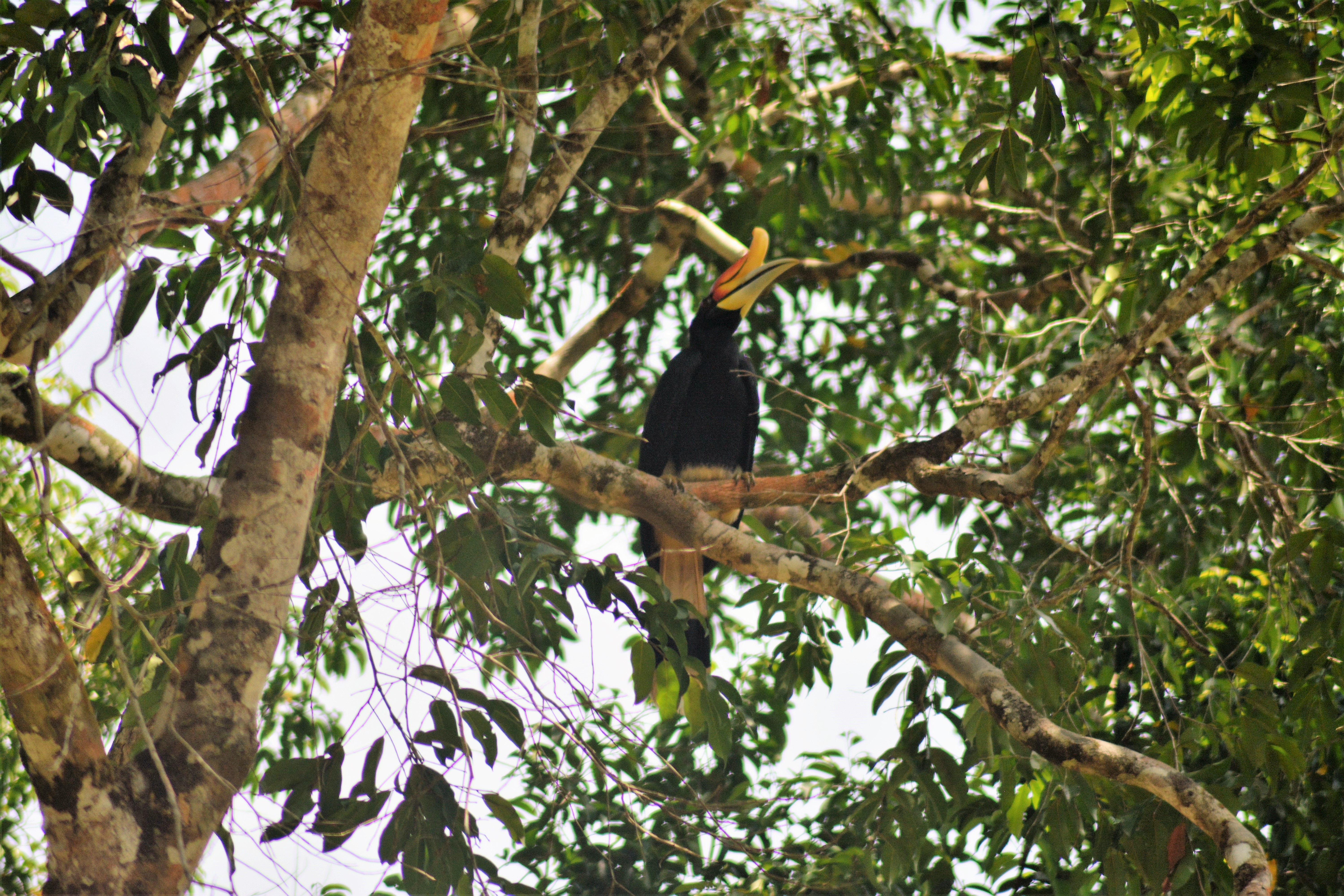 Birds of Malaysia · iNaturalist