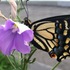 Papilio of Northern California icon