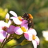 Пчелы и осы НСО/Aculeata of Novosibirsk region, RU icon