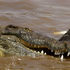 Reptiles of African Savannah icon