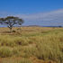 Biodiversity of Serengeti National Park (TZ) icon