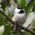 Atlanta Urban Ecologists Backyard Bioblitz icon