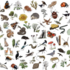 Studiegruppe - Natur og udeliv 99 arter icon