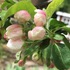 Spring Phenology in Queens - Bio 106 icon