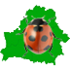 Coccinellidae in Belarus icon