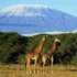 Biodiversity of Kilimanjaro National Park (TZ) icon