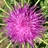Mapping Silybum marianum in Italy/ Mappatura di Silybum marianum in Italia icon