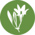 Asparagus Week on iNaturalist! May 08 - May 14, 2016 icon
