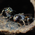 Brazilian Stingless Bees in the SF Bay Area icon