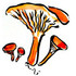Les champignons de Guyane icon