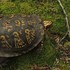 Turtles of West Virginia icon