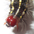 Leucaloa eugraphica caterpillar rearing. Gaborone BW icon