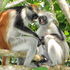 Mammals of Zanzibar icon