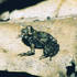 Amphibians of Zanzibar icon