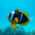 Fishes of Zanzibar icon