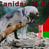 Canidae of Belarus icon