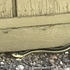 Reptiles of the Napa Valley area icon