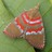 Moths of Sri Lanka icon