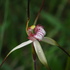 Orchids of Tasmania icon