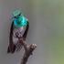 Mangrove Hummingbird (Amazilia boucardi) icon