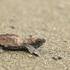 Hawksbill Sea Turtle (Eretmochelys imbricata) icon