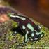 Green and Black Poison Dart Frog (Dendrobates auratus) icon