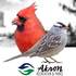Akron Birds icon