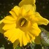 Jersey Daffodil Project icon