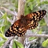 Lepidópteros de Baja California icon