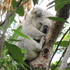 Koala Sightings - Mt Gravatt Conservation Reserve icon