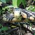 Reptiles y Anfibios del Huila - Colombia icon