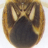 True bugs (Heteroptera) of Brunei Darussalam icon