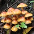 Mushrooms of Melbourne icon