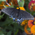 UBI Decker Springs Butterfly Hotspot icon