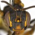 Abejas Silvestres del Ecuador / Wild Bees of Ecuador icon