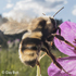 Montana Bumble Bees icon